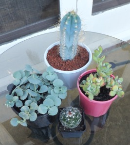 Cactus and succulents